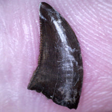 Load image into Gallery viewer, Rare Acheroraptor Fossil Tooth Dromaeosaur True Raptor from the Hell Creek .44 Inches!
