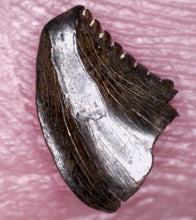 Load image into Gallery viewer, SUPER RARE Troodon type Fossil Tooth from the Hell Creek 6.23 mm!

