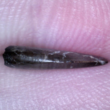 Load image into Gallery viewer, Rare Acheroraptor Fossil Tooth Dromaeosaur True Raptor from the Hell Creek .44 Inches!
