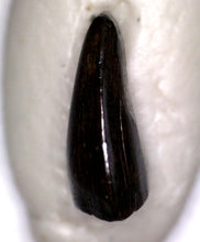 Load image into Gallery viewer, SUPER RARE Troodon type Fossil Tooth from the Hell Creek 6.23 mm!
