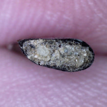 Load image into Gallery viewer, Rare Acheroraptor Fossil Tooth Dromaeosaur True Raptor from the Hell Creek .44 Inches!
