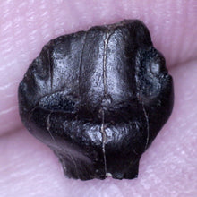 Load image into Gallery viewer, Super Rare Ankylosaurus Fossil Tooth .29 Inches
