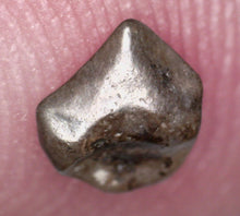 Load image into Gallery viewer, Pachycephalosaurus type Fossil Dinosaur Tooth 4.71 mm
