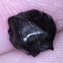 Load image into Gallery viewer, Super Rare Ankylosaurus Fossil Tooth .29 Inches
