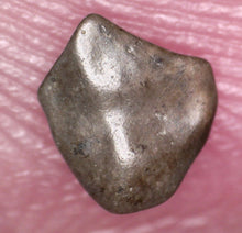 Load image into Gallery viewer, Pachycephalosaurus type Fossil Dinosaur Tooth 4.71 mm
