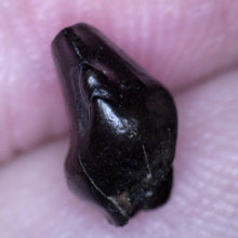 Load image into Gallery viewer, Super Rare Ankylosaurus Fossil Tooth .29 Inches
