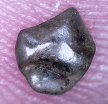 Load image into Gallery viewer, Pachycephalosaurus type Fossil Dinosaur Tooth 4.71 mm
