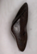 Load image into Gallery viewer, Pachycephalosaurus type Fossil Dinosaur Tooth 4.71 mm
