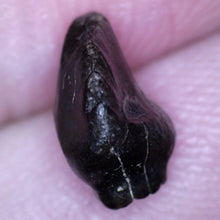 Load image into Gallery viewer, Super Rare Ankylosaurus Fossil Tooth .29 Inches
