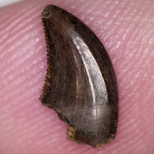 Load image into Gallery viewer, Rare Acheroraptor Fossil Tooth Dromaeosaur True Raptor from the Hell Creek .37 Inches!
