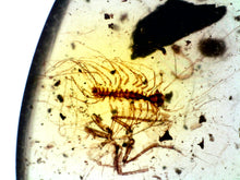 Load image into Gallery viewer, Dinosaur age Burmite Fossil AMBER with rare HOUSE CENTIPEDE! TESTED FOR AUTHENTICITY!!
