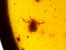 Load image into Gallery viewer, Dinosaur age Burmite Fossil AMBER with rare pristine PSEUDOSCORPION! TESTED FOR AUTHENTICITY!!
