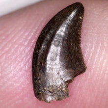 Load image into Gallery viewer, Rare Acheroraptor Fossil Tooth Dromaeosaur True Raptor from the Hell Creek .37 Inches!
