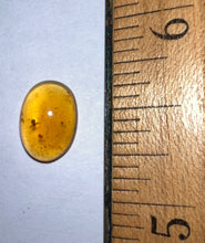 Load image into Gallery viewer, Dinosaur age Burmite Fossil AMBER with rare pristine PSEUDOSCORPION! TESTED FOR AUTHENTICITY!!
