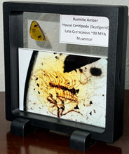 Load image into Gallery viewer, Dinosaur age Burmite Fossil AMBER with rare HOUSE CENTIPEDE! TESTED FOR AUTHENTICITY!!
