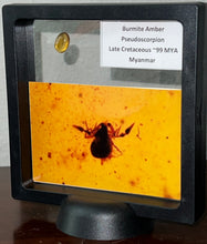 Load image into Gallery viewer, Dinosaur age Burmite Fossil AMBER with rare pristine PSEUDOSCORPION! TESTED FOR AUTHENTICITY!!
