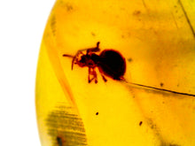 Load image into Gallery viewer, Dinosaur age Burmite Fossil AMBER with SPIDER Lot! One Per Order! TESTED FOR AUTHENTICITY!!
