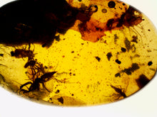 Load image into Gallery viewer, Dinosaur age Burmite Fossil AMBER with a Spider and 4 Winged Insects! TESTED FOR AUTHENTICITY!!
