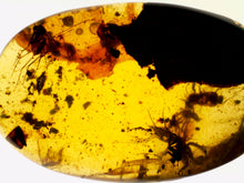 Load image into Gallery viewer, Dinosaur age Burmite Fossil AMBER with a Spider and 4 Winged Insects! TESTED FOR AUTHENTICITY!!
