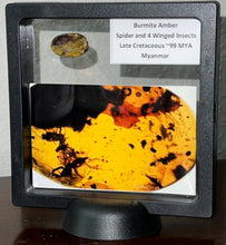 Load image into Gallery viewer, Dinosaur age Burmite Fossil AMBER with a Spider and 4 Winged Insects! TESTED FOR AUTHENTICITY!!
