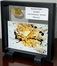 Load image into Gallery viewer, GEM Dinosaur age Burmite Fossil AMBER with a Rare PRISTINE HUGE 11 MM SCORPION! TESTED FOR AUTHENTICITY!!

