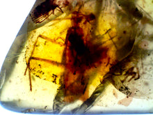 Load image into Gallery viewer, Dinosaur age Burmite Fossil AMBER with a SUPER RARE HUGE 14 mm PREDATORY COCKROACH MANIPULATOR MODIFICAPUTIS! TESTED FOR AUTHENTICITY!!
