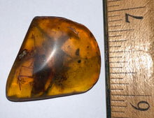 Load image into Gallery viewer, Dinosaur age Burmite Fossil AMBER with a SUPER RARE HUGE 14 mm PREDATORY COCKROACH MANIPULATOR MODIFICAPUTIS! TESTED FOR AUTHENTICITY!!

