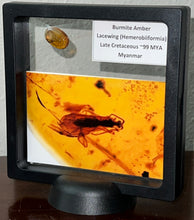 Load image into Gallery viewer, GEM Dinosaur age Burmite Fossil AMBER with rare Lacewing! TESTED FOR AUTHENTICITY!!
