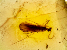 Load image into Gallery viewer, GEM Dinosaur age Burmite Fossil AMBER with rare Lacewing! TESTED FOR AUTHENTICITY!!
