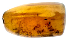 Load image into Gallery viewer, Dinosaur age Burmite Fossil AMBER with 14 Winged Insects! TESTED FOR AUTHENTICITY!!
