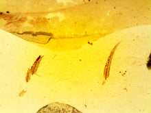 Load image into Gallery viewer, GEM Dinosaur age Burmite Fossil AMBER with SUPER RARE FEATHER Fragments! TESTED FOR AUTHENTICITY!!
