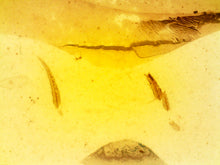 Load image into Gallery viewer, GEM Dinosaur age Burmite Fossil AMBER with SUPER RARE FEATHER Fragments! TESTED FOR AUTHENTICITY!!
