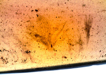 Load image into Gallery viewer, Dinosaur age Burmite Fossil AMBER with SUPER RARE 5 FEATHERS! TESTED FOR AUTHENTICITY!!
