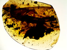 Load image into Gallery viewer, Dinosaur age Burmite Fossil AMBER with SUPER RARE 2 HUGE 14 MM FEATHERS! TESTED FOR AUTHENTICITY!!
