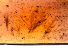 Load image into Gallery viewer, Dinosaur age Burmite Fossil AMBER with SUPER RARE 5 FEATHERS! TESTED FOR AUTHENTICITY!!
