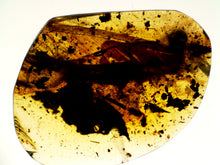 Load image into Gallery viewer, Dinosaur age Burmite Fossil AMBER with SUPER RARE 2 HUGE 14 MM FEATHERS! TESTED FOR AUTHENTICITY!!
