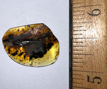 Load image into Gallery viewer, Dinosaur age Burmite Fossil AMBER with SUPER RARE 2 HUGE 14 MM FEATHERS! TESTED FOR AUTHENTICITY!!
