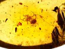 Load image into Gallery viewer, GEM Dinosaur age Burmite Fossil AMBER with rare Spider and Tick! TESTED FOR AUTHENTICITY!!
