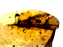 Load image into Gallery viewer, GEM Dinosaur age Burmite Fossil AMBER with SUPER RARE HUGE FEATHER 11 mm! TESTED FOR AUTHENTICITY!!

