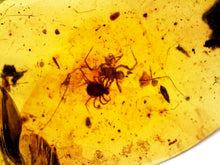 Load image into Gallery viewer, GEM Dinosaur age Burmite Fossil AMBER with rare Spider and Tick! TESTED FOR AUTHENTICITY!!
