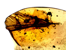Load image into Gallery viewer, GEM Dinosaur age Burmite Fossil AMBER with SUPER RARE HUGE FEATHER 11 mm! TESTED FOR AUTHENTICITY!!
