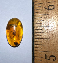 Load image into Gallery viewer, GEM Dinosaur age Burmite Fossil AMBER with rare Spider and Tick! TESTED FOR AUTHENTICITY!!
