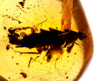 Load image into Gallery viewer, GEM Dinosaur age Burmite Fossil AMBER with a HUGE 8 mm Cockroach! TESTED FOR AUTHENTICITY!!
