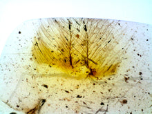 Load image into Gallery viewer, GEM Dinosaur age Burmite Fossil AMBER with SUPER RARE PRISTINE 2 FEATHERS! TESTED FOR AUTHENTICITY!!
