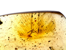 Load image into Gallery viewer, GEM Dinosaur age Burmite Fossil AMBER with SUPER RARE PRISTINE 2 FEATHERS! TESTED FOR AUTHENTICITY!!

