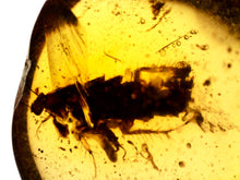 Load image into Gallery viewer, GEM Dinosaur age Burmite Fossil AMBER with a HUGE 8 mm Cockroach! TESTED FOR AUTHENTICITY!!

