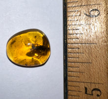Load image into Gallery viewer, GEM Dinosaur age Burmite Fossil AMBER with a HUGE 8 mm Cockroach! TESTED FOR AUTHENTICITY!!
