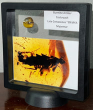 Load image into Gallery viewer, GEM Dinosaur age Burmite Fossil AMBER with a HUGE 8 mm Cockroach! TESTED FOR AUTHENTICITY!!
