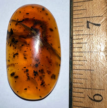 Load image into Gallery viewer, Dinosaur age Burmite Fossil AMBER with rare ENOURMOUS 2 CM CENTIPEDE! TESTED FOR AUTHENTICITY!!
