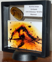 Load image into Gallery viewer, Dinosaur age Burmite Fossil AMBER with rare ENOURMOUS 2 CM CENTIPEDE! TESTED FOR AUTHENTICITY!!
